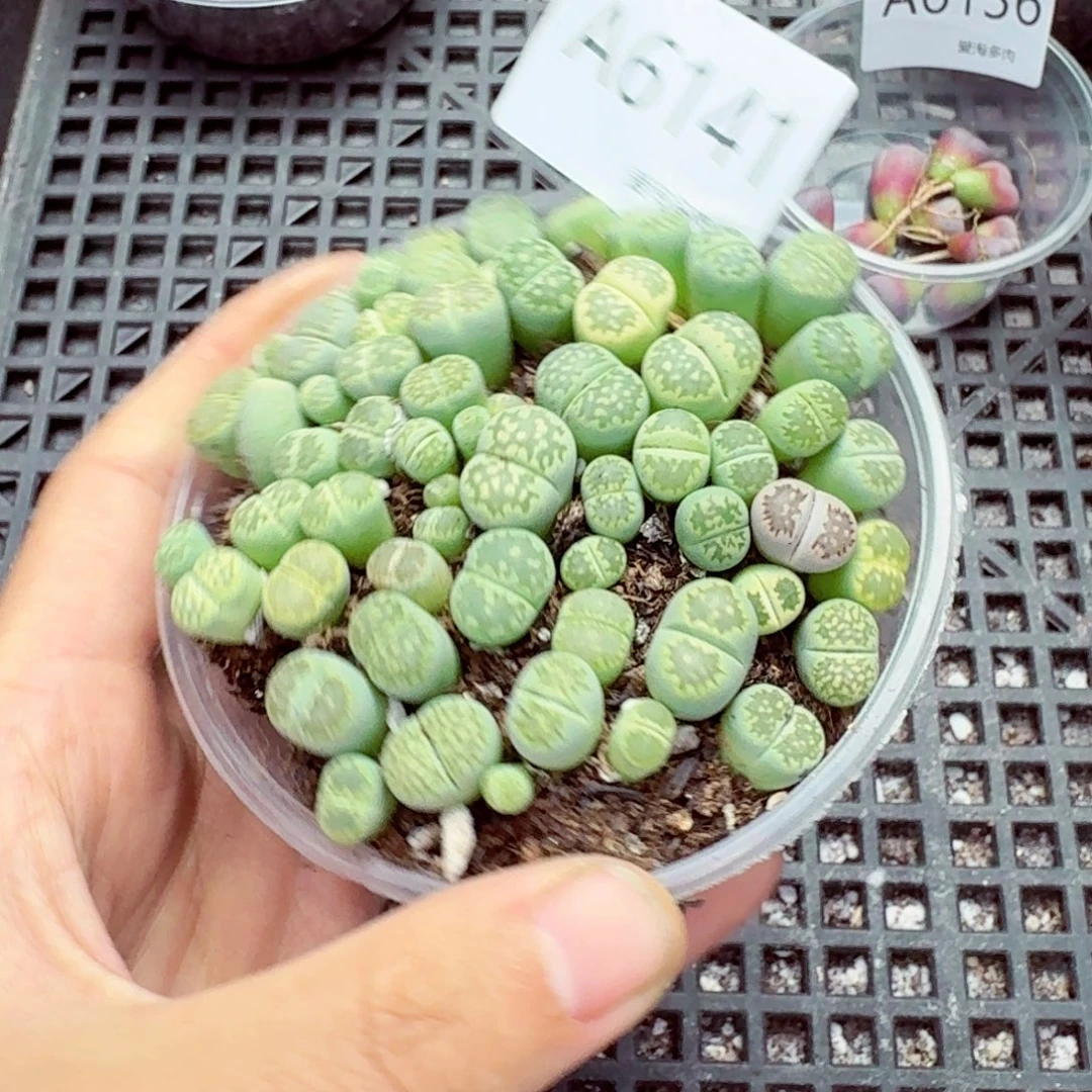 6141–生石花 生石花
