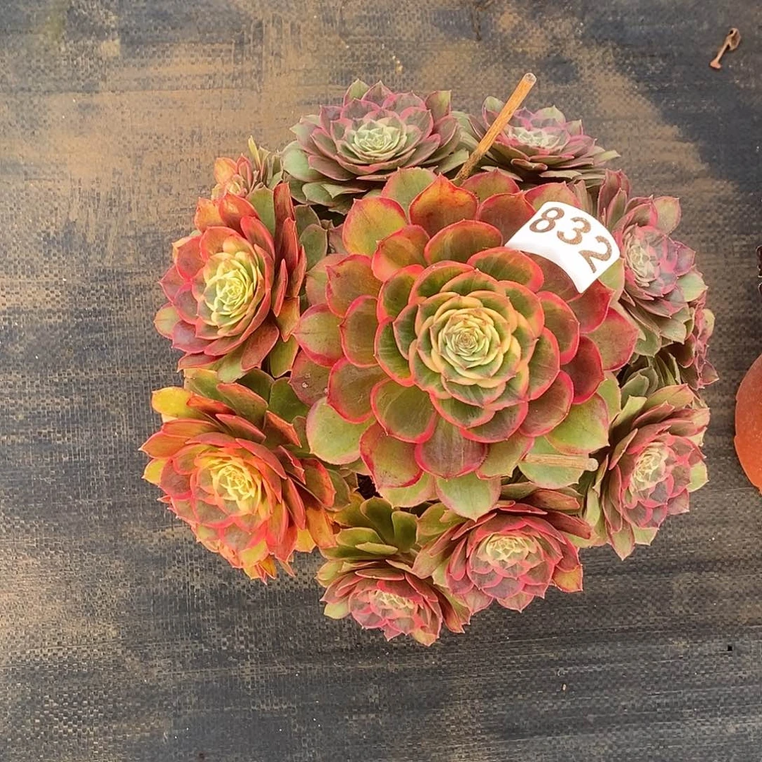 832粉花妖冠服27公分