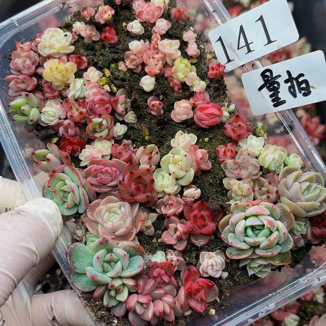 多肉植物多肉植物141量拍