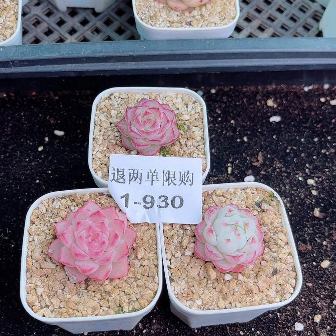 江*?1-930 新疆西藏内蒙不发12.8包邮2-3公