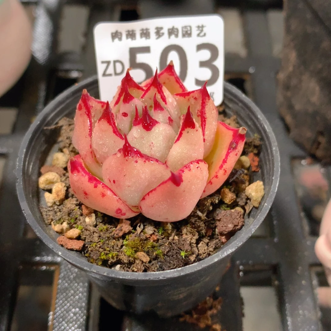 肉萌萌拇指盆精控多肉ZD503