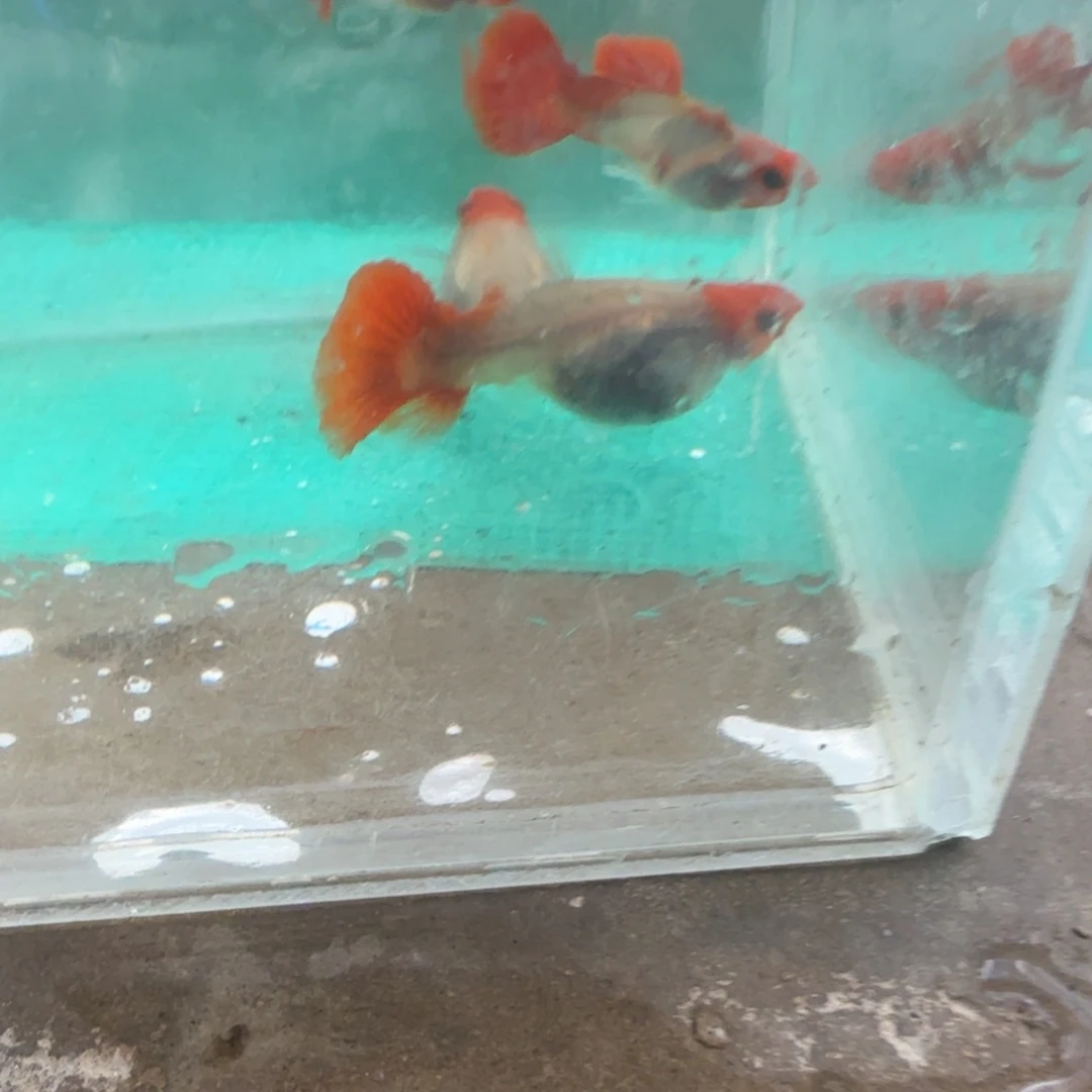 1公热带海域深海蓝黄化种鱼两对