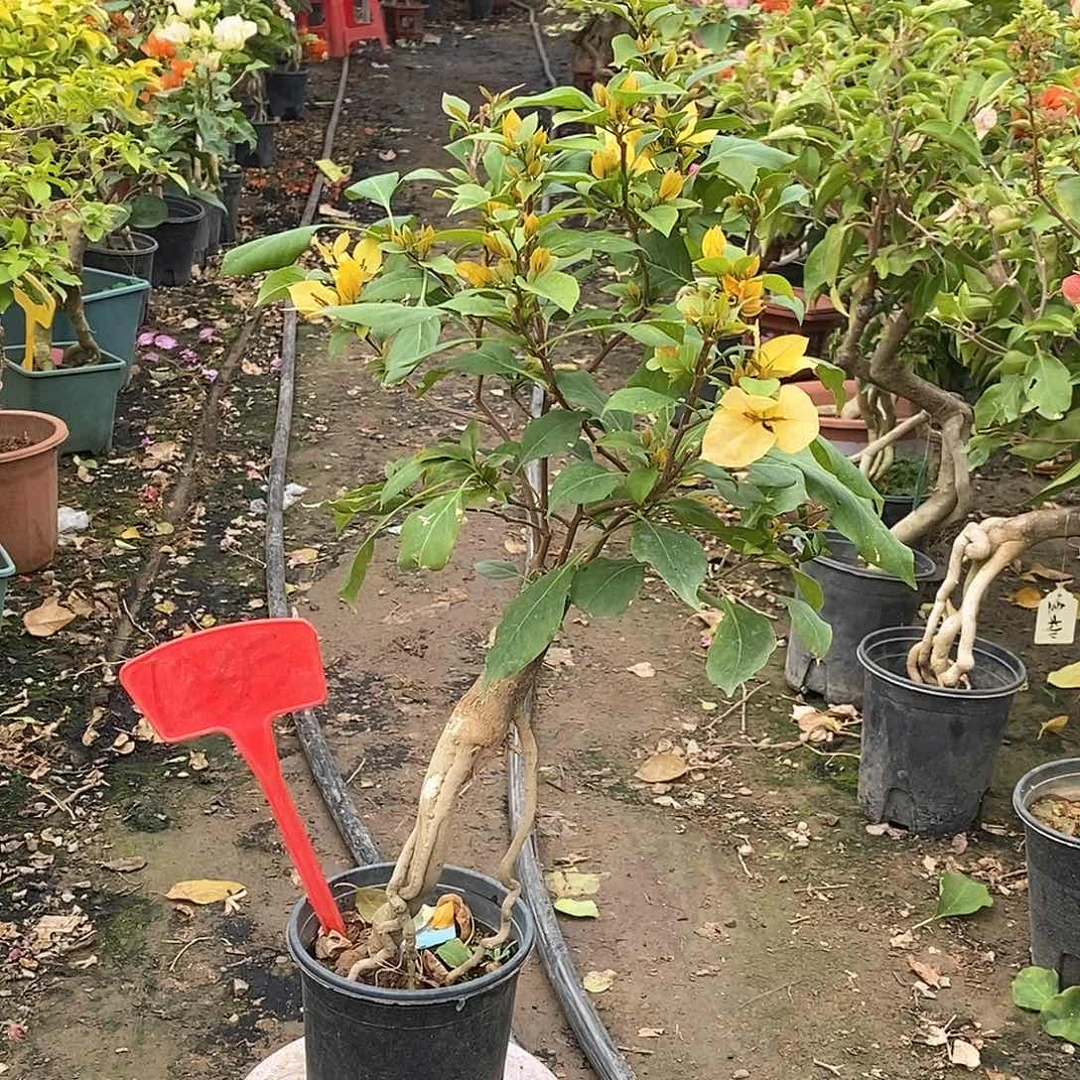 大部分开放少量花苞月朦胧1235