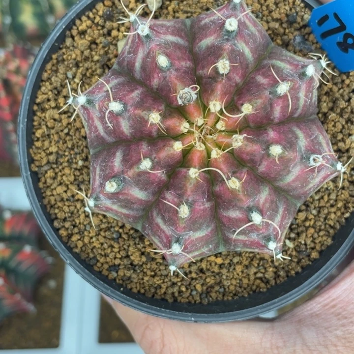 泰系轮回000000027