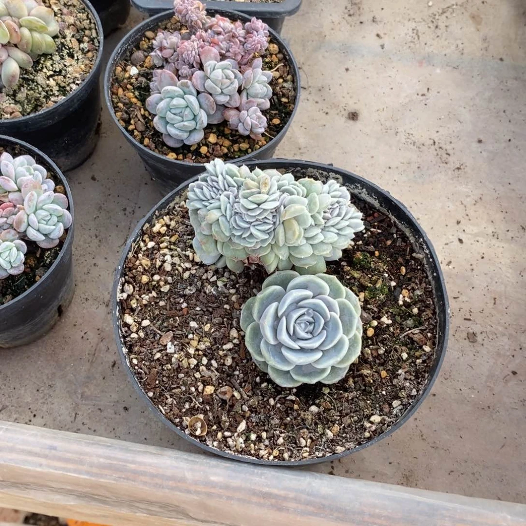 恭喜发财 恭喜发财