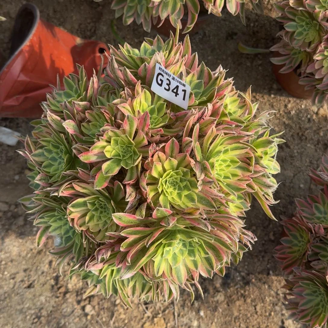 341夕颜多肉植物