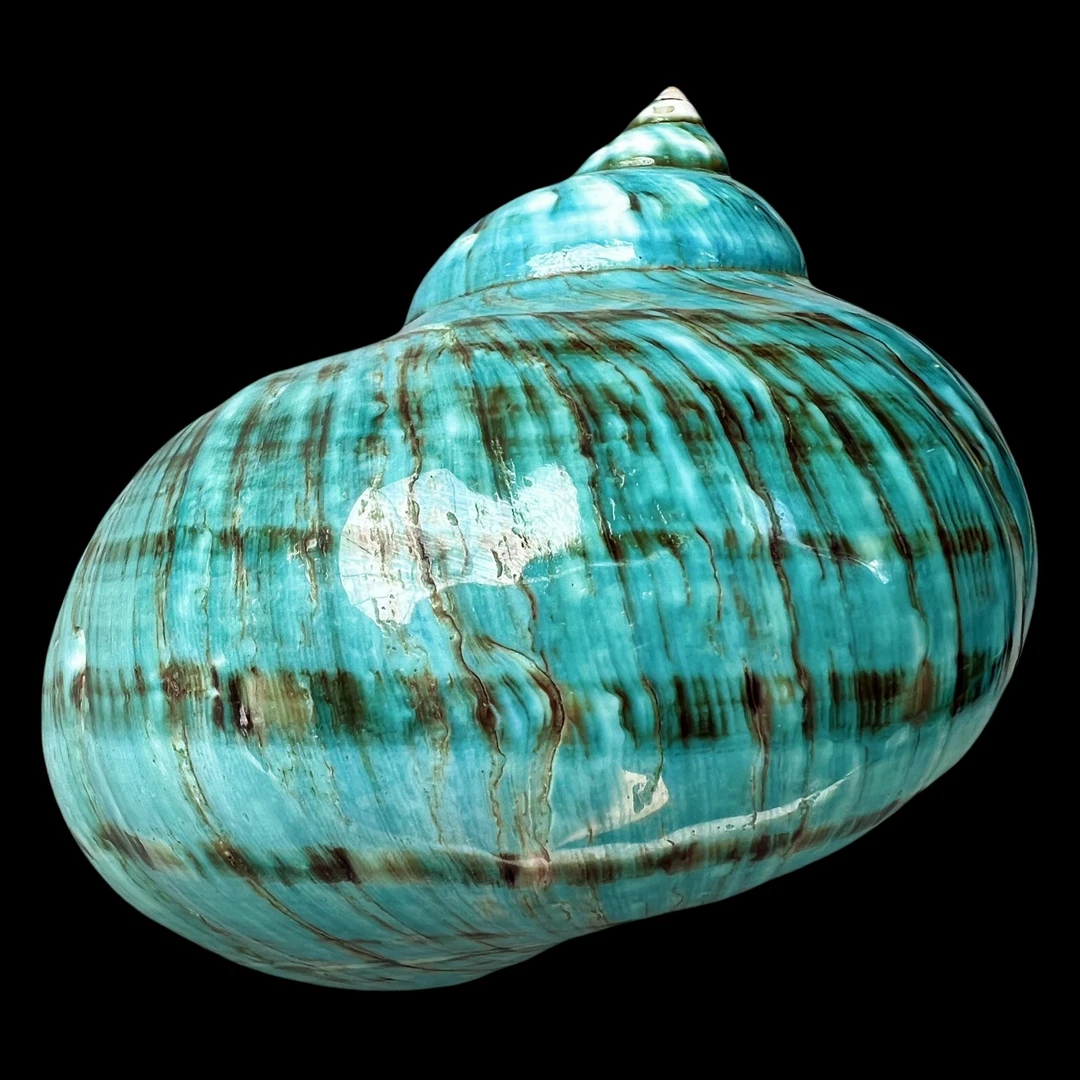 【帝王螺杯（特大！收藏）】101.1mm 赠1串杯托 天然贝壳 X11