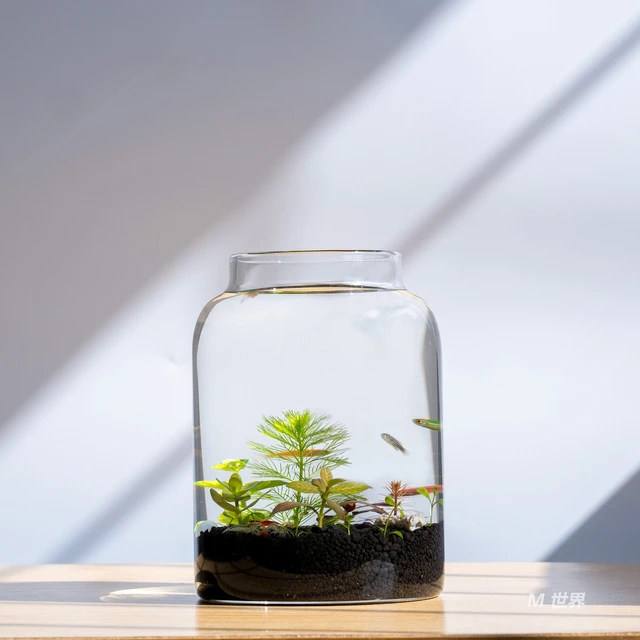 生态瓶微景观生态缸水草小鱼鱼缸玻璃桌面虾办公室养鱼小鱼缸懒人