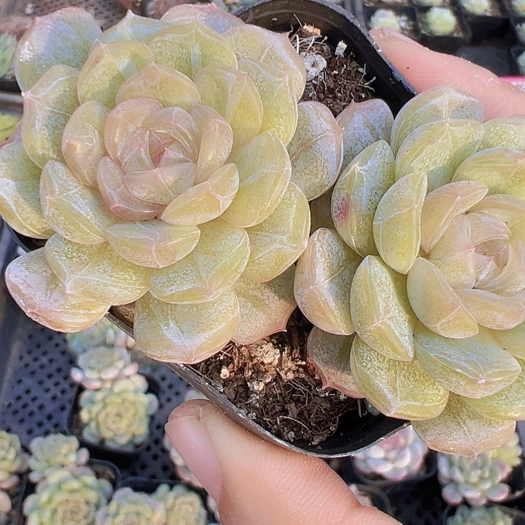 双头大白恋19包邮多肉