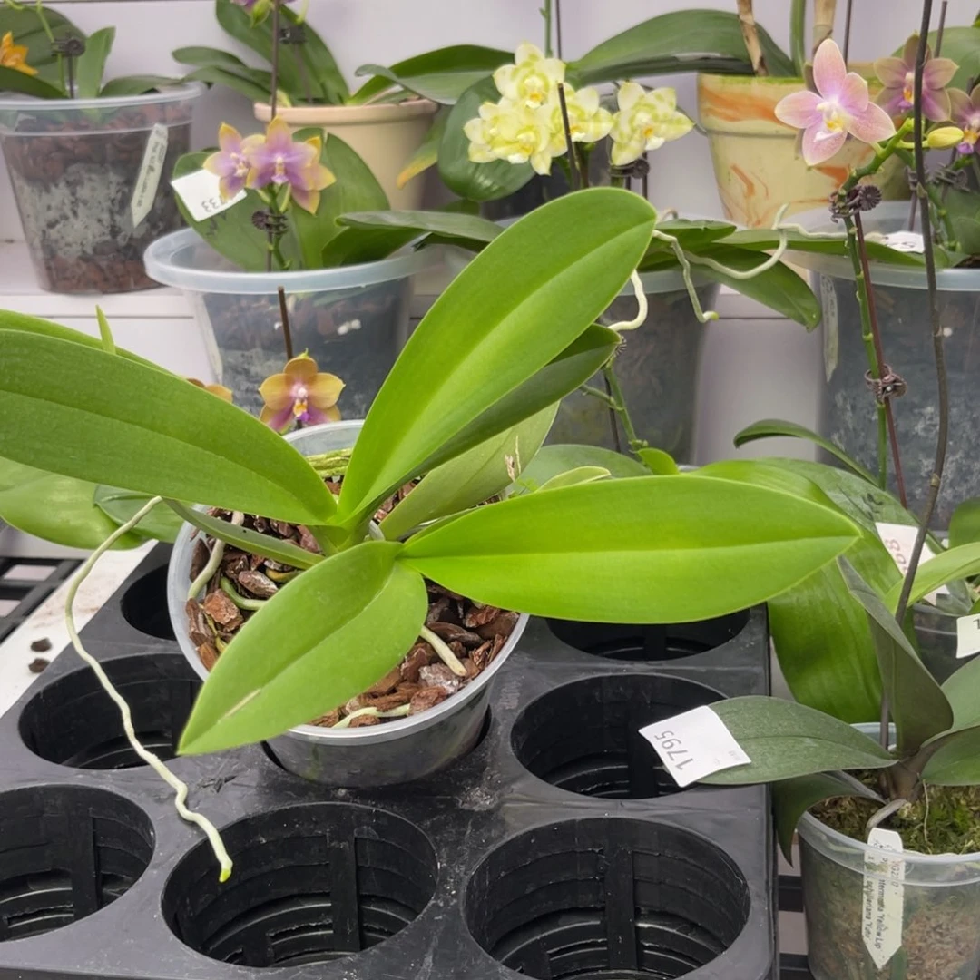 完全开放1796 4寸双苗蓝星 一物一拍