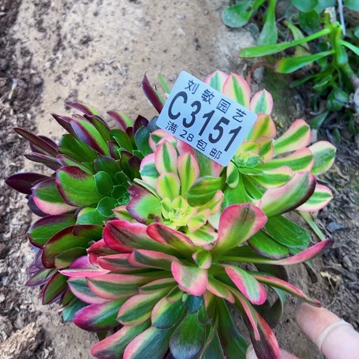 真****）3151无根流星雨多肉植物法师