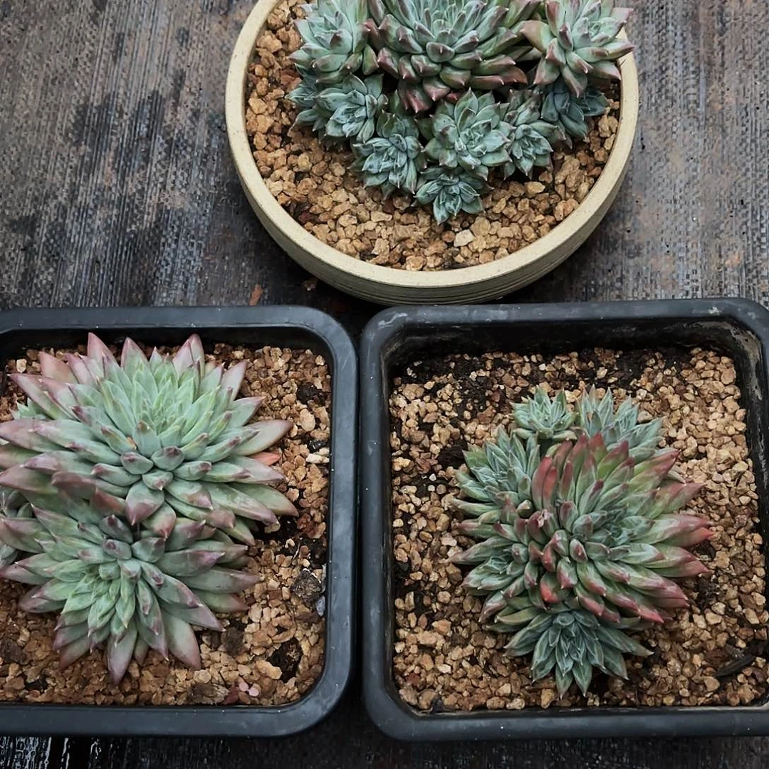 ✨****?三颗美人杂多肉发货