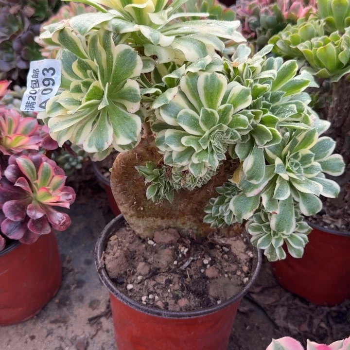 满20包邮发货93迈巴赫缀