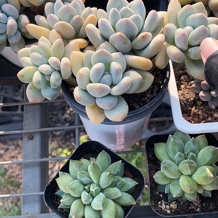 香香奶35789“m m m m m l