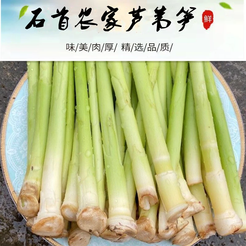 芦苇笋湖北新鲜野生嫩脆菜笋子纯天然时令蔬菜财笋狄笋火锅食材