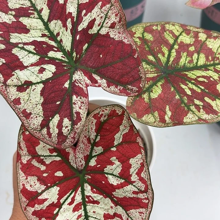 不开花植物泰彩苗