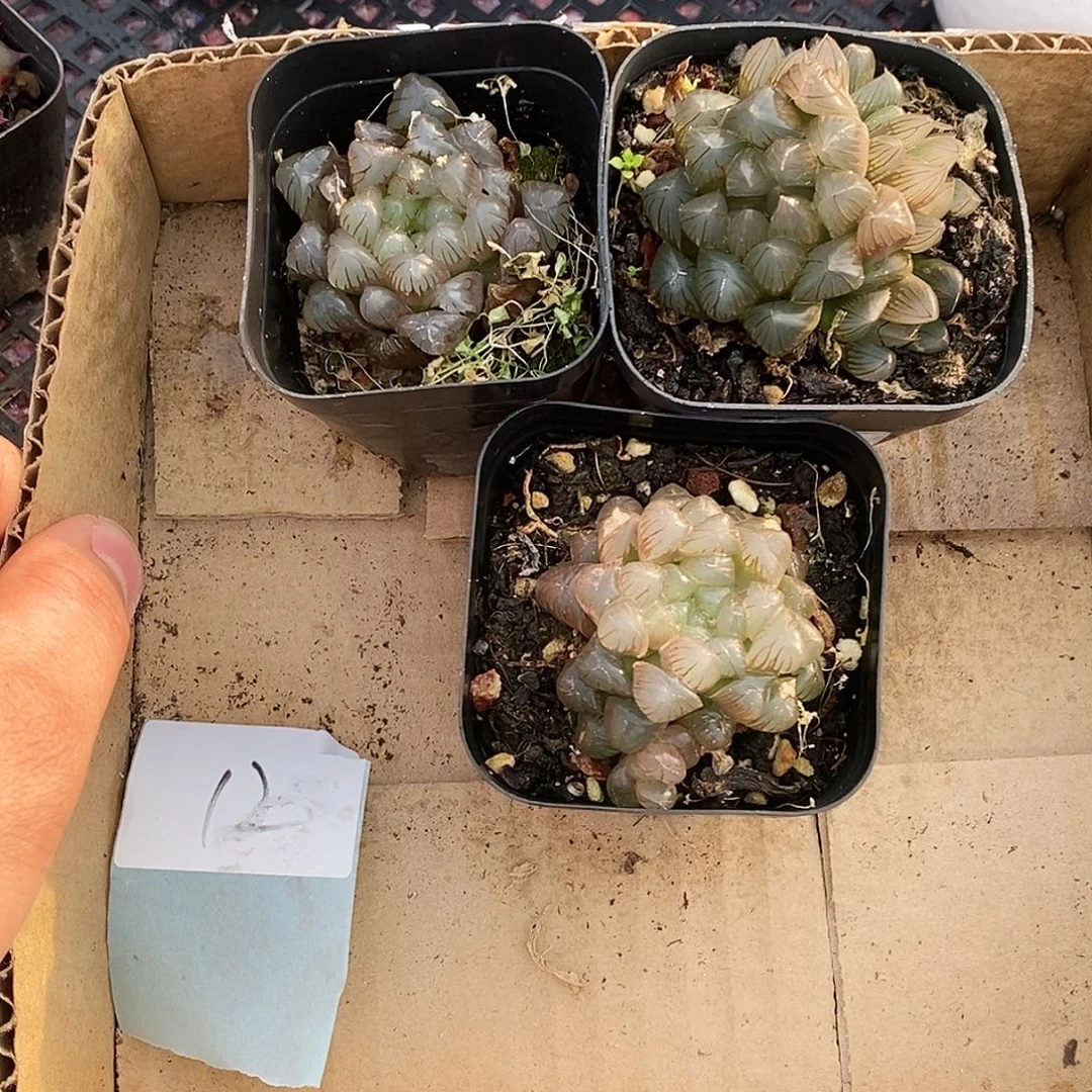 12 精品多肉组合包邮非偏远