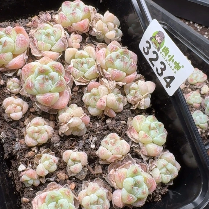 W***尼多肉植物多肉植物