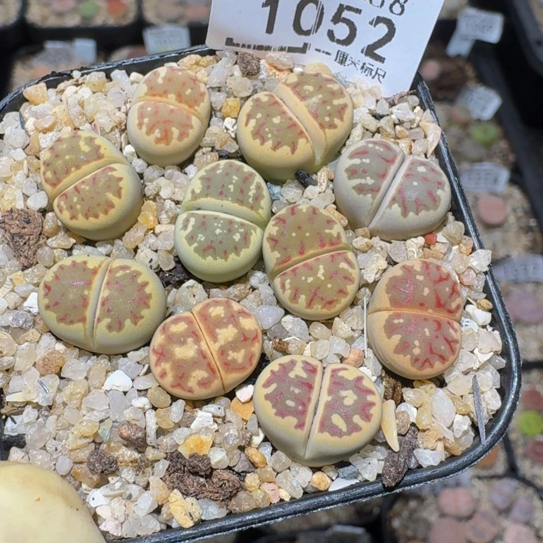 zzzz精品生石花1052
