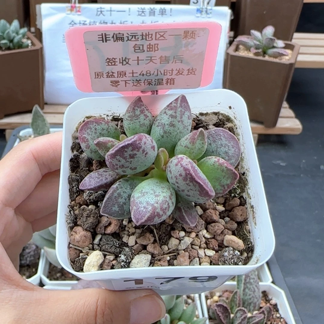 179艾薇多肉植物