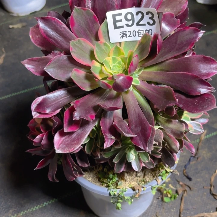 瑞妈一物一拍923