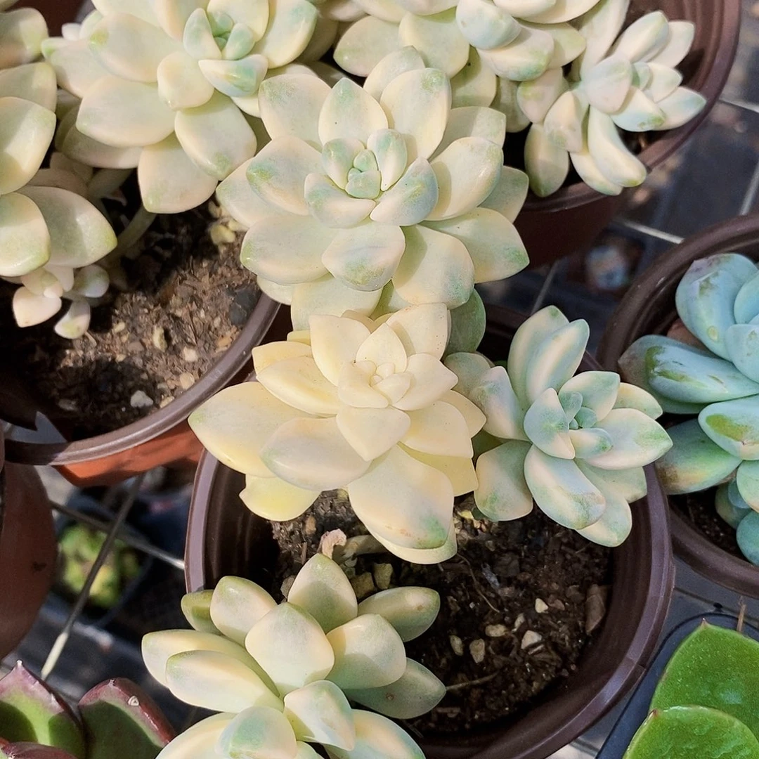 美杏锦多头三头起发