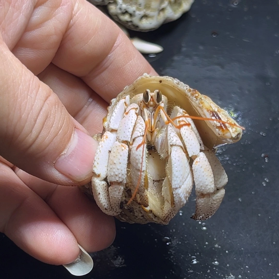 闪18号毛球2.3口径