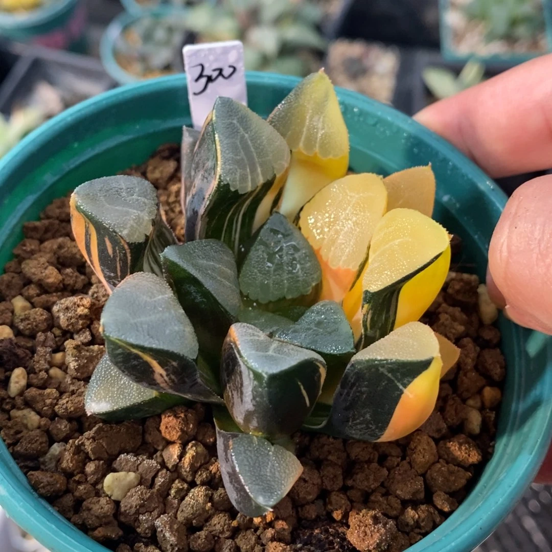 一颗实生大克锦