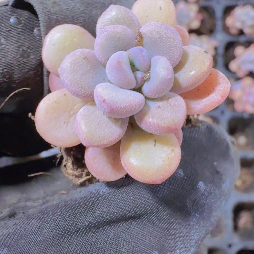 精品香芋团两米两个