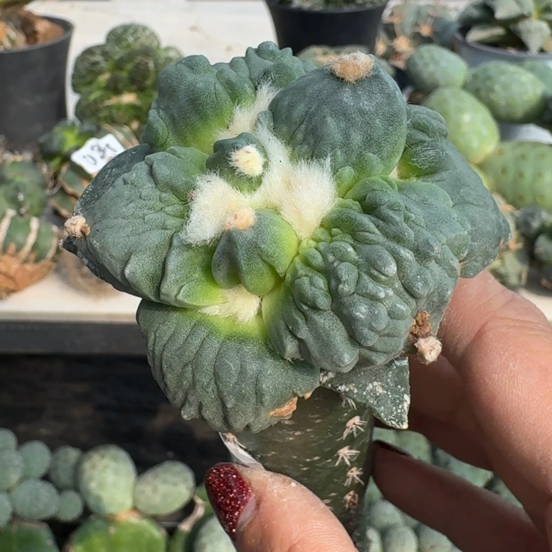【闪购商品】无花朵欢*哥瀑布涛225