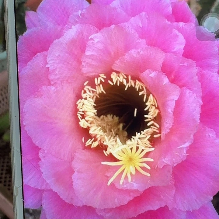 糖果侧芽5公分左右毛花柱（20包邮）