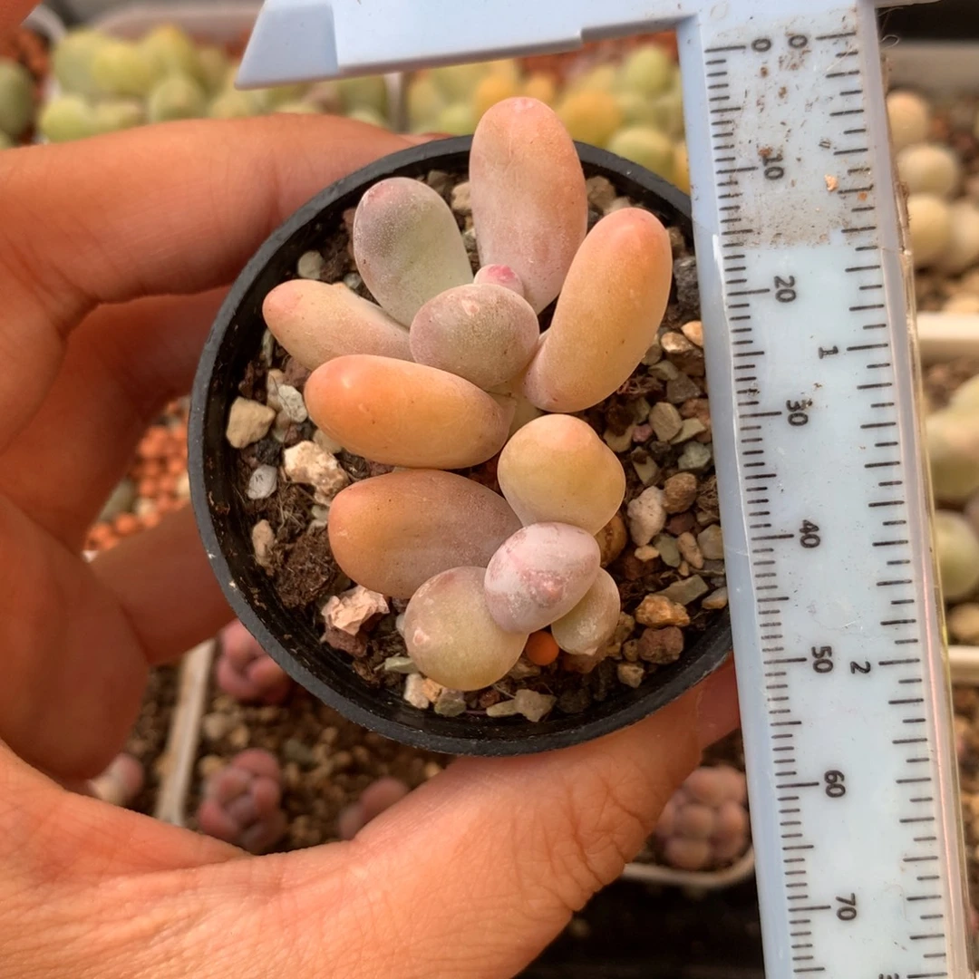 蛋黄奶 不凑满28元发一片叶 不售后 到付