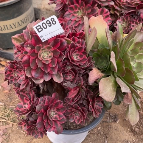 ?**三多肉植物女妖老桩