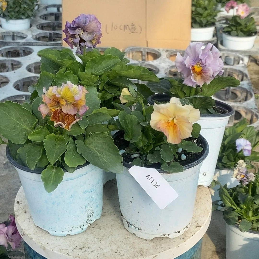 大部分花苞少量开放1134