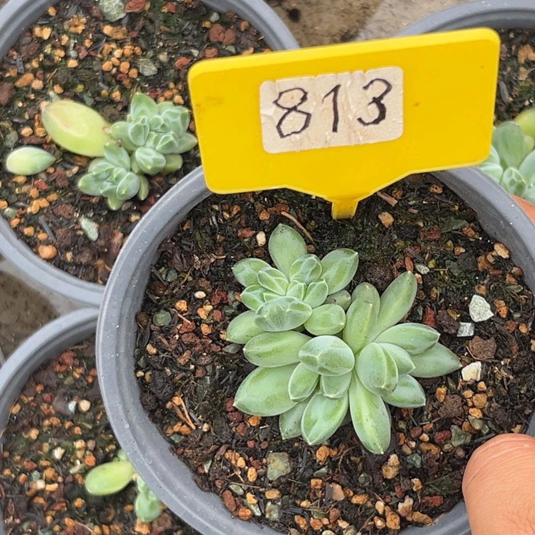 多肉植物青花瓷群813