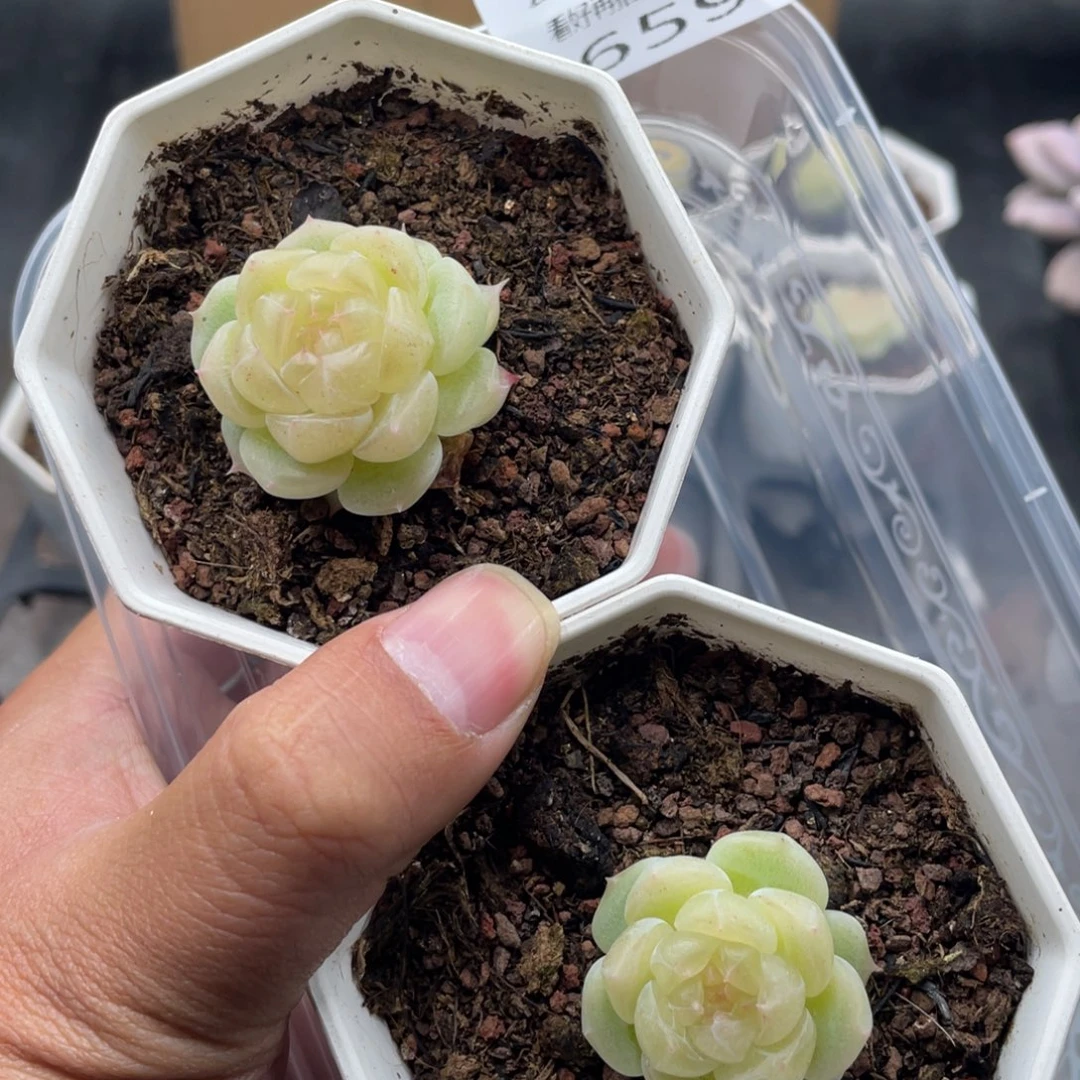 云糖心多肉植物659