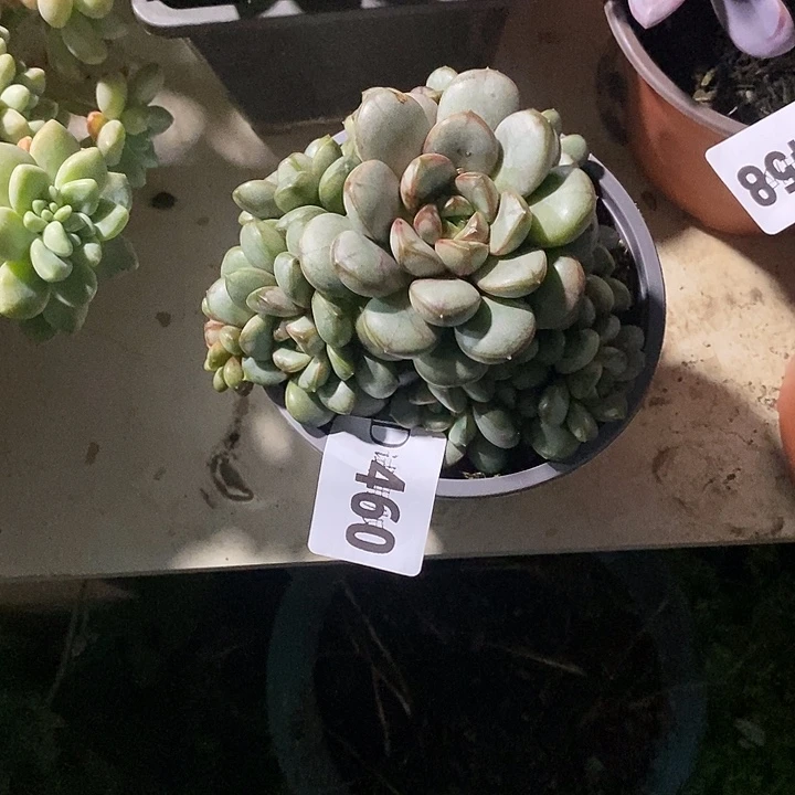 小***样460葡萄多肉植物多肉