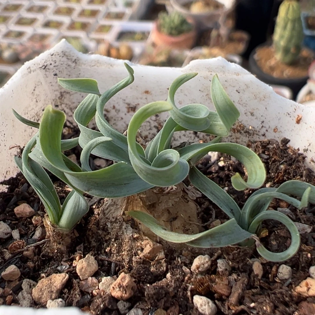 205多肉植物百科植物