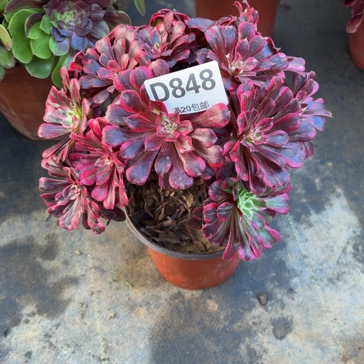 米***姥瑞妈多肉园艺848同花顺，