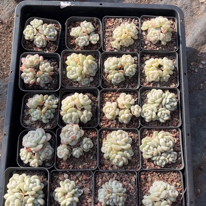 草****冰玉多肉七方盆冠幅保底4厘米20个