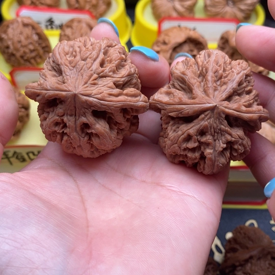 菩提籽类粗筋筋筋
