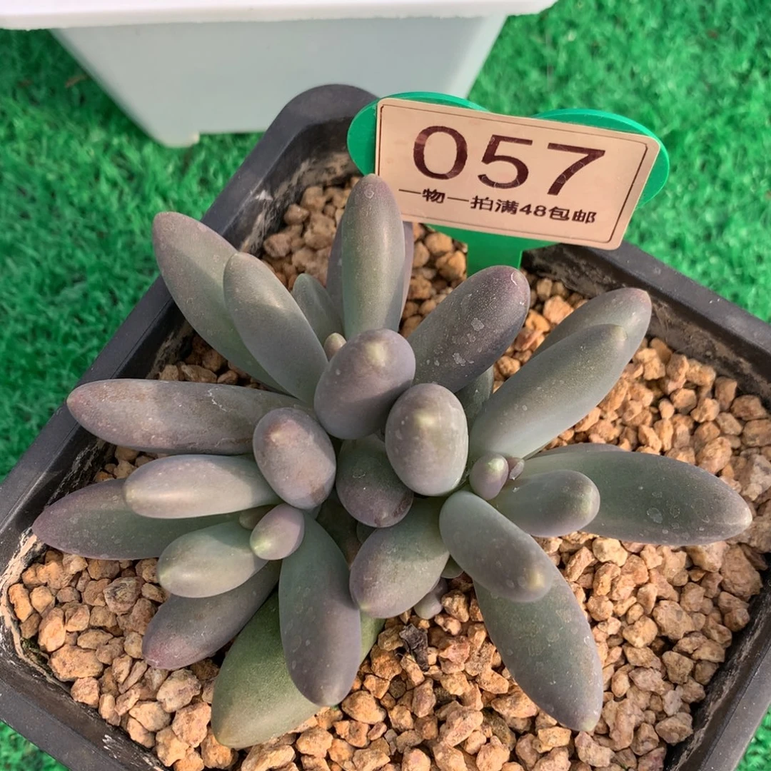 胖体烟花一物一拍057