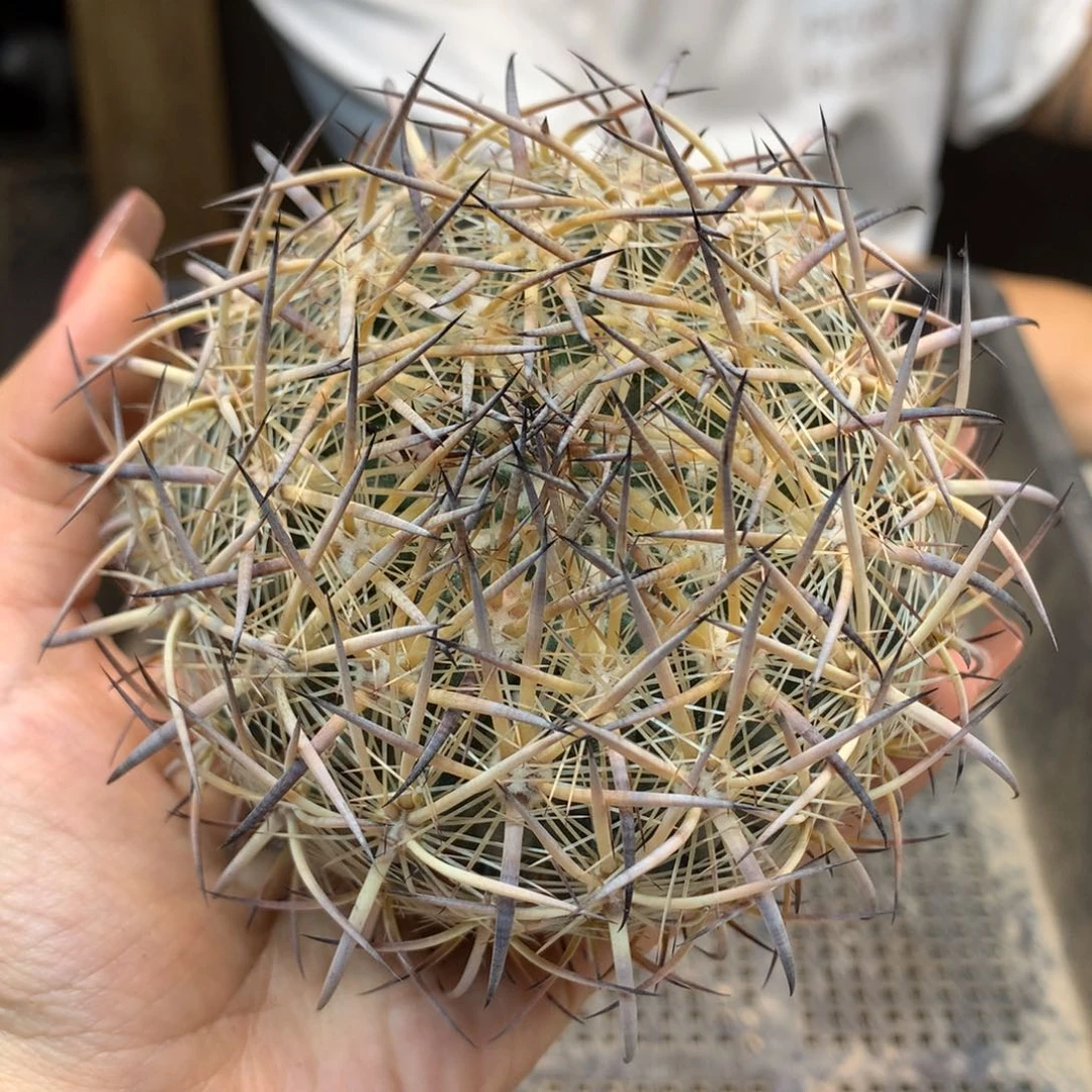 苗接 虎爪玉 整体10公分起发(无根)