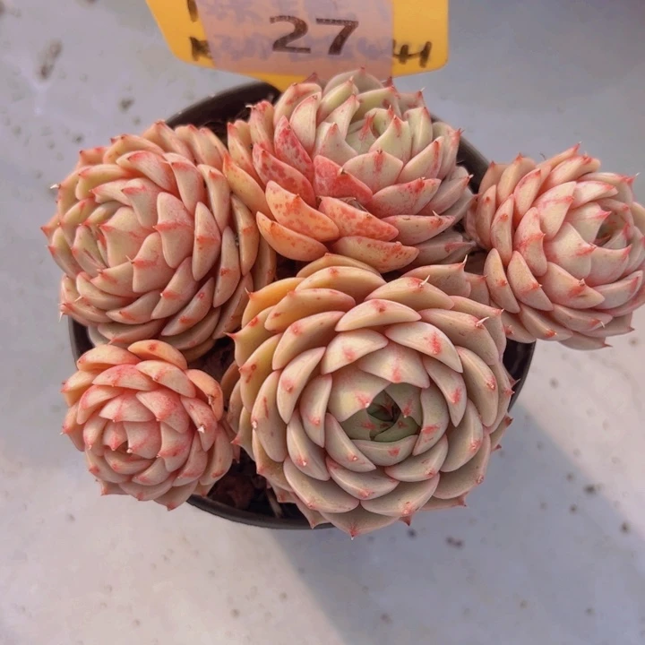 健健康康平平安安