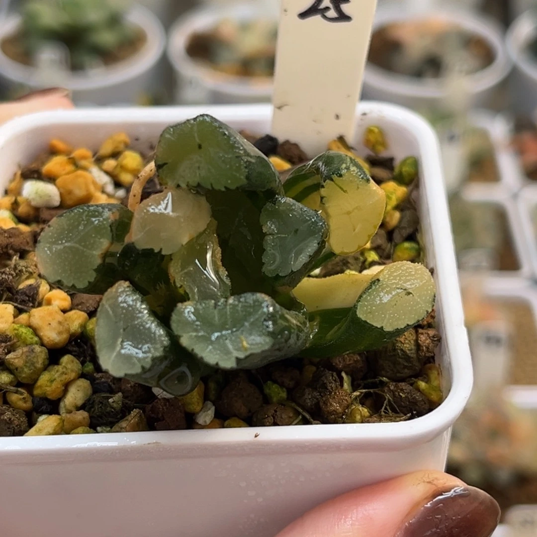 25实生万象锦（根一般介意勿拍）福利专场