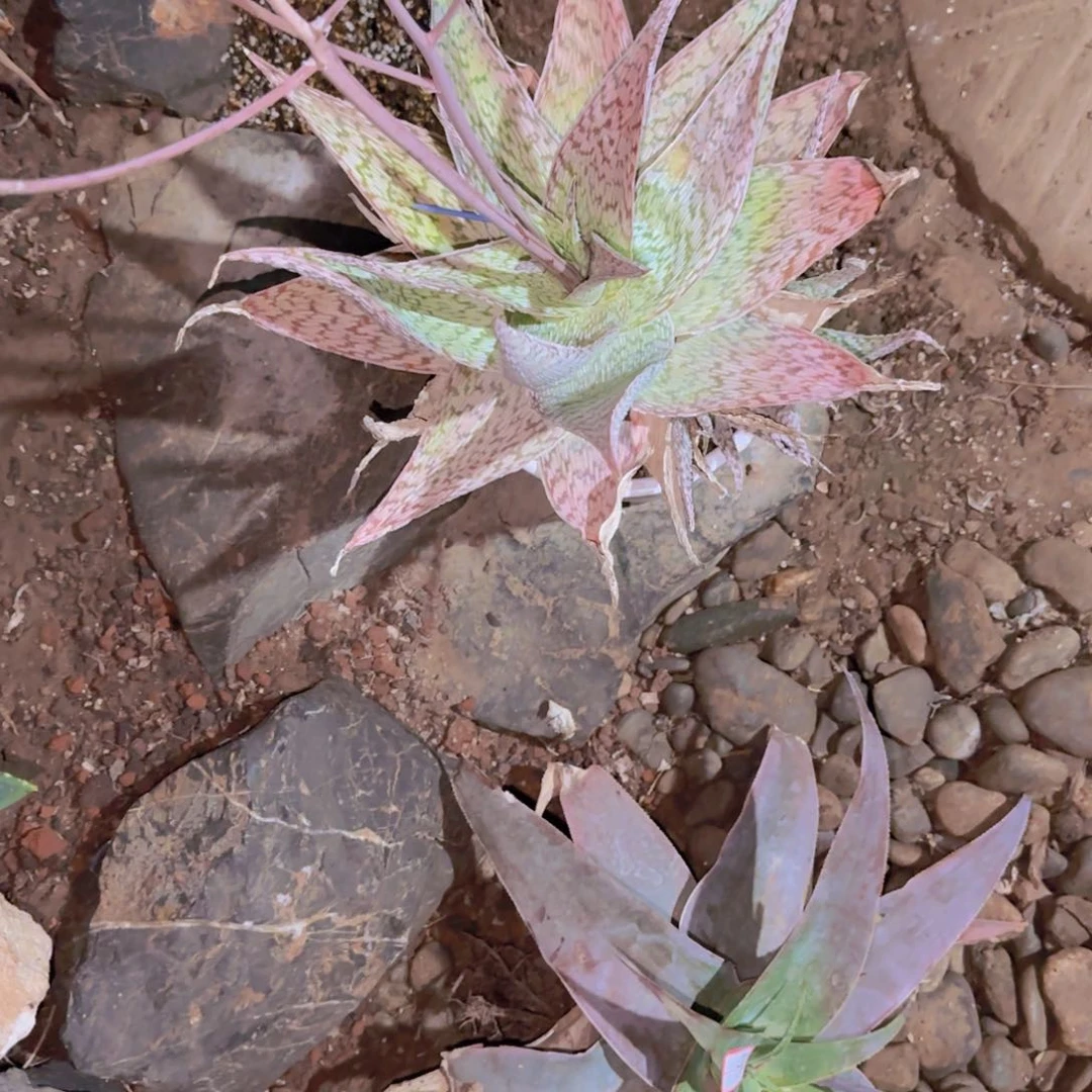 I****-块根植物块根植物块根