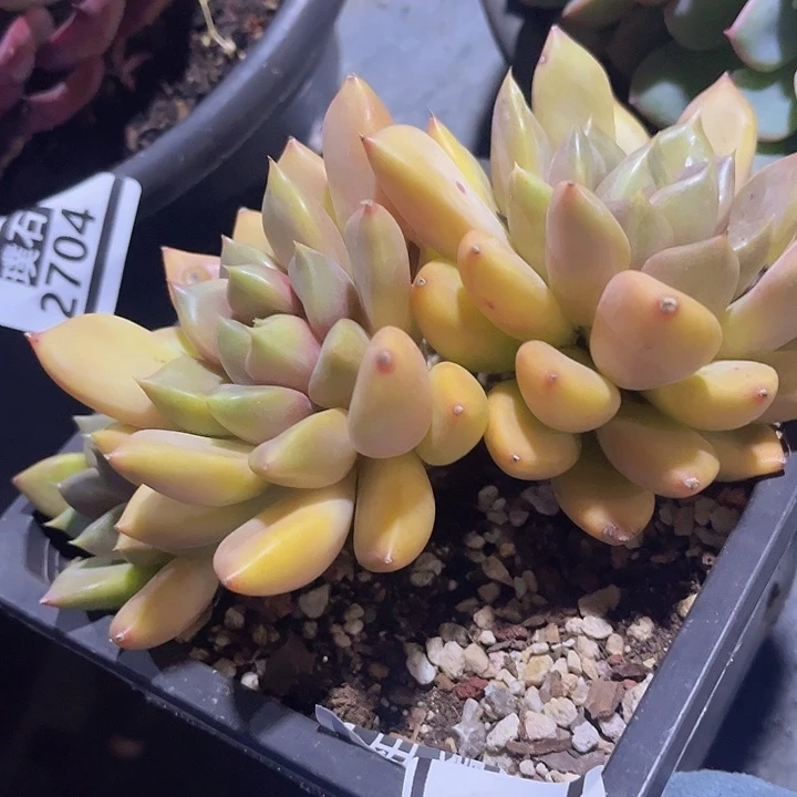 红象牙2716多肉植物