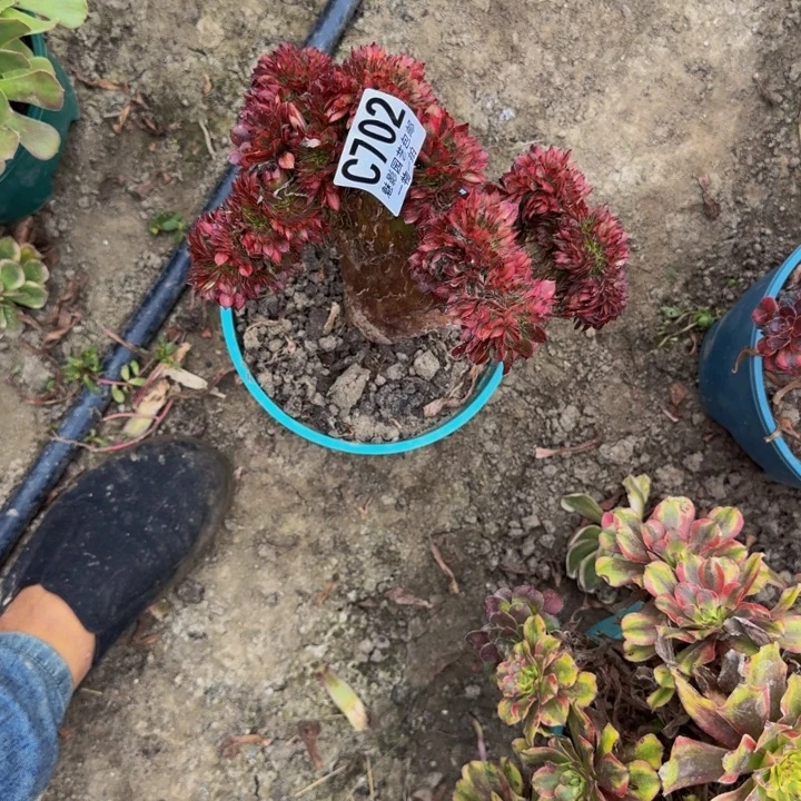 美姬花30-34包邮花花