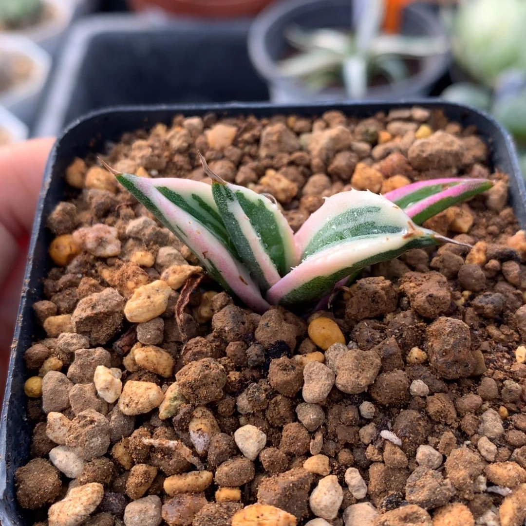 龙舌兰龅牙锦，带盆一起