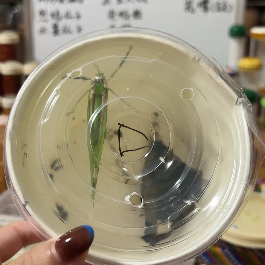 中须海南素背一条